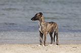 WHIPPET 294